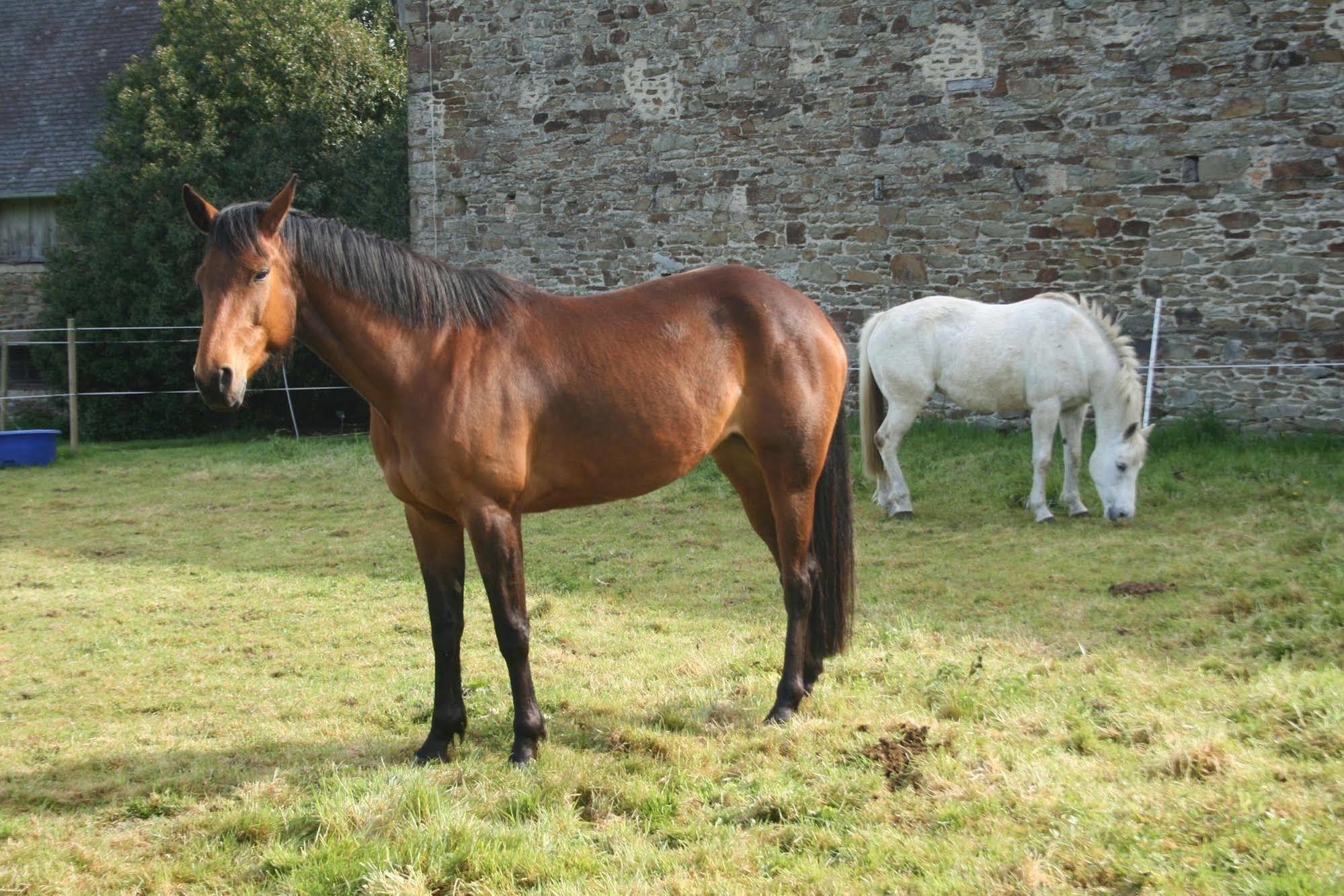 Chateau De Canisy Bagian luar foto